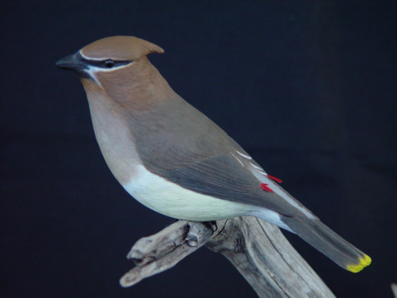 Carved cedar waxwing perching