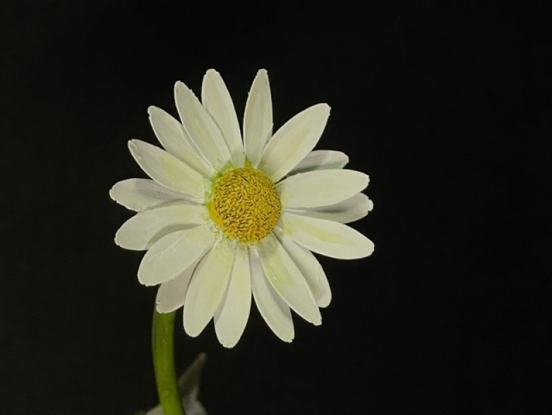 Carved daisy from the goldfinch piece