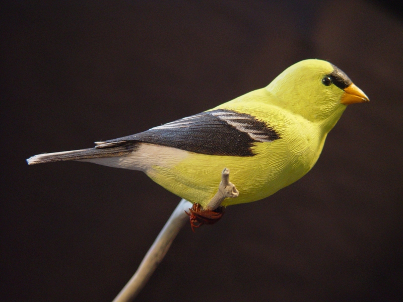 Carved goldfinch in profile