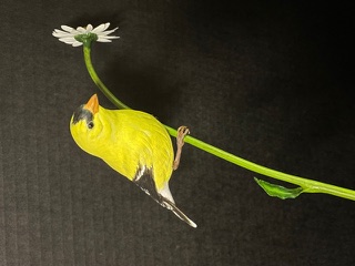 Goldfinch on Daisy work in progress, photo 13