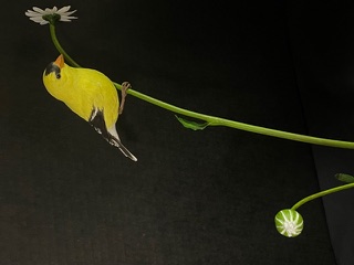 Goldfinch on Daisy work in progress, photo 15