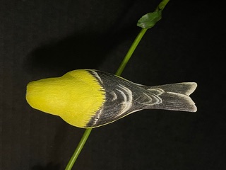 Goldfinch on Daisy work in progress, photo 11