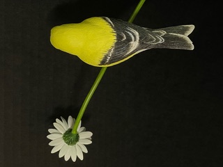 Goldfinch on Daisy work in progress, photo 10