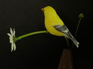 Goldfinch on Daisy work in progress, photo 8