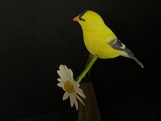 Goldfinch on Daisy work in progress, photo 7