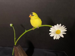 Goldfinch on Daisy work in progress, photo 5