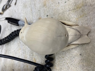 Starling work in progress, photo 4