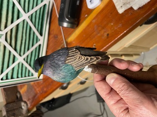 Starling work in progress, photo 5