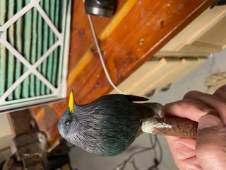 Starling work in progress, photo 7