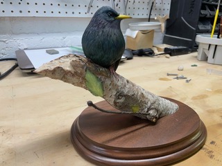 Starling work in progress, photo 6