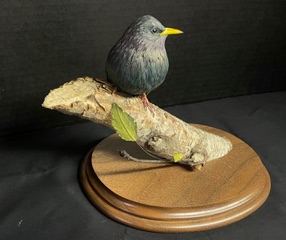 Starling work in progress, photo 9