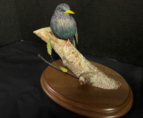Starling work in progress, photo 11