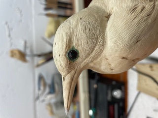 Meadowlark work in progress, photo 4