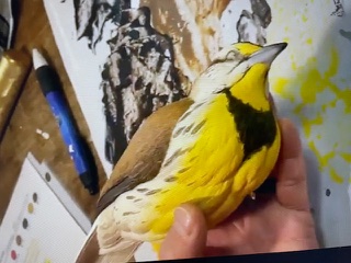 Meadowlark work in progress, photo 14