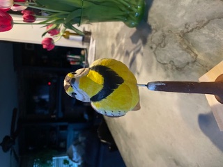 Meadowlark work in progress, photo 15