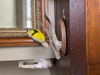 Meadowlark work in progress, photo 19