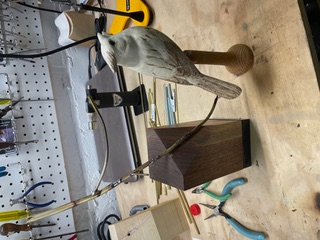 Singing Cardinal work in progress, photo 6