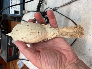 Singing Cardinal work in progress, photo 2