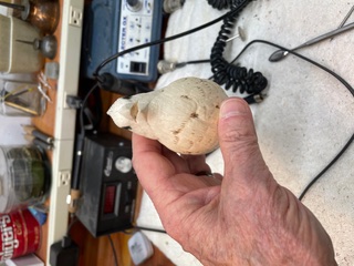 Singing Cardinal work in progress, photo 1