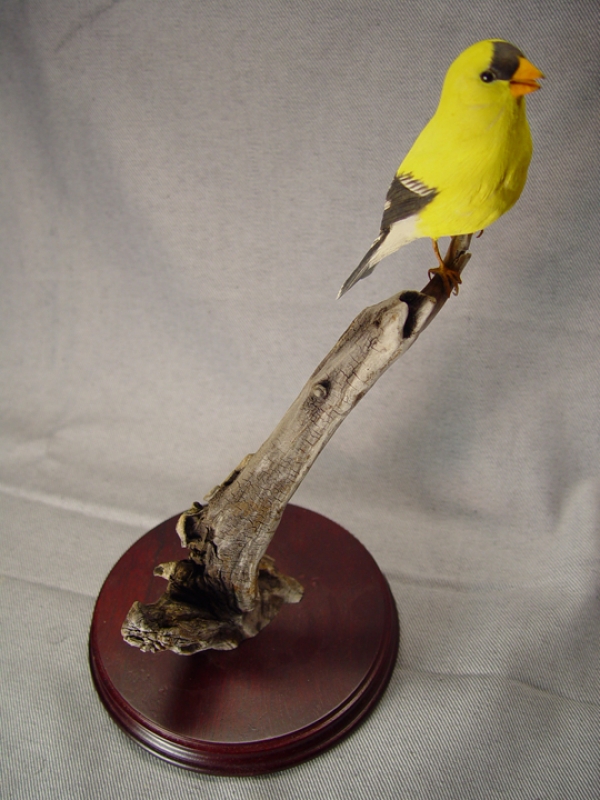 Carved goldfinch with open beak, singing